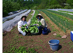 working in the field